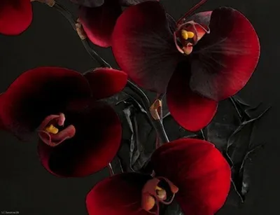 Цветок искусственный красная Орхидея 30-77 см - купить в Пятигорске с  доставкой в интерьерном центре Жемчужина