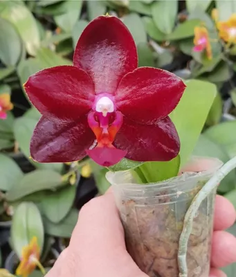 Насадка Орхидея Фаленопсис 6,5см 1шт Красная