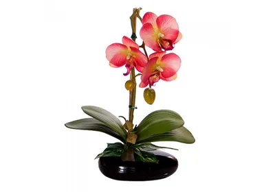 Купить фотообои Орхидеи «Красная орхидея» | PINEGIN