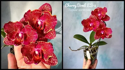 Красная орхидея (26 фото) - 26 фото