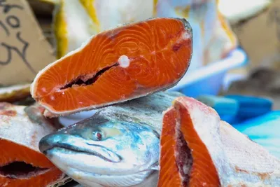 Красная рыба малосольная по рецепту на видео | Новости РБК Украина
