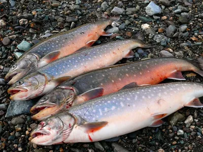 Красная рыба в Мурманской области — какая красная рыба водится на Кольском  полуострове