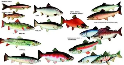 Красная рыба. Чем ее виды отличаются друг от друга и как ее готовить |  Пикабу