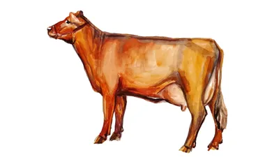 Красная степная порода коров: характеристика, описание, фото