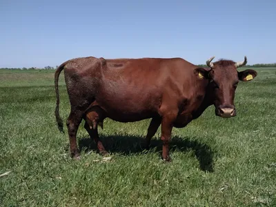 Красная степная порода коров характеристики и описание | Спаси Господи |  Дзен