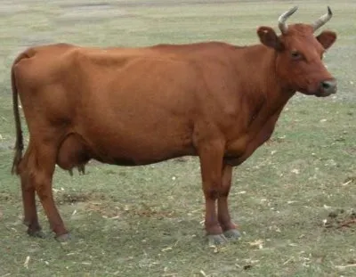 Красная датская молочная порода коров