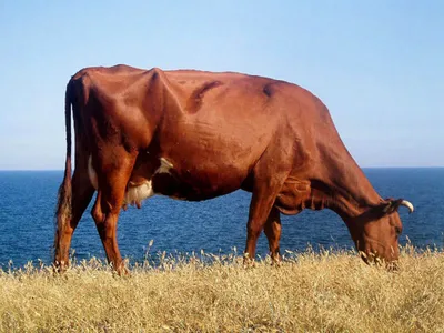 Красная степная порода коров - 66 фото