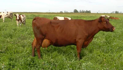 Степная порода коров - 65 фото