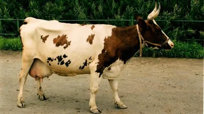 Красная степная корова - 66 фото