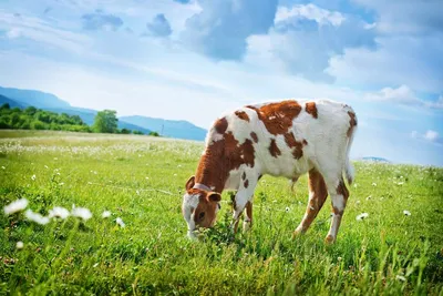 Породы крупного рогатого скота — ИКС АПК Саратовской области