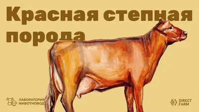 Красная степная порода коров — АгроXXI