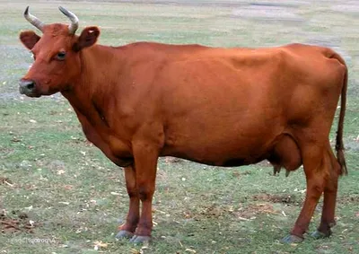 Породы молочных коров. Самые популярные и продуктивные породы КРС | Коровы,  Корова, Домашнее животное
