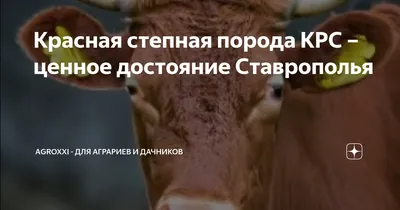 ООО «ТИАН-Трейд» - Основные молочные породы коров: обзор 🐄 🐄  Симментальская. Порода универсальная и хорошо подойдет начинающему фермеру.  У коров спокойный характер. Недостатки в кормлении переносит легко, а выход  мяса достаточно высокий.