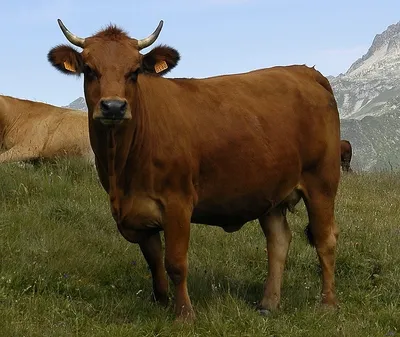 Красная степная корова (44 лучших фото)