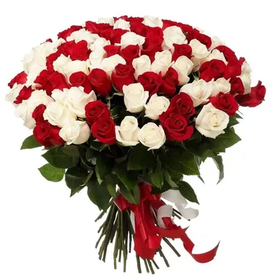 Розы Премиум 25 шт красно-белые высота 50 см арт.11096 - Просто роза ру —  купить в интернет-магазине по низкой цене на Яндекс Маркете
