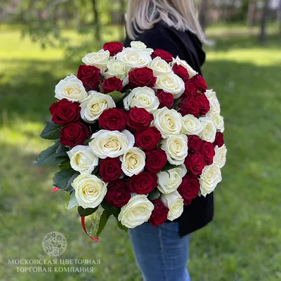 букет из 151 красно белой розы 70 см - Арт. 3166