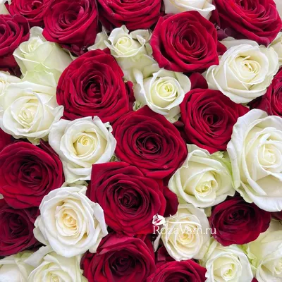 Красно-белые розы в коробке - 29 шт. за 6 890 руб. | Бесплатная доставка  цветов по Москве