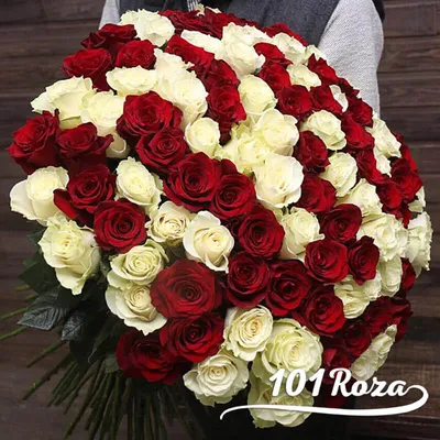 Купить Букет из 51 розы микс красно-белые в Мурманске - «Cvetkoff»