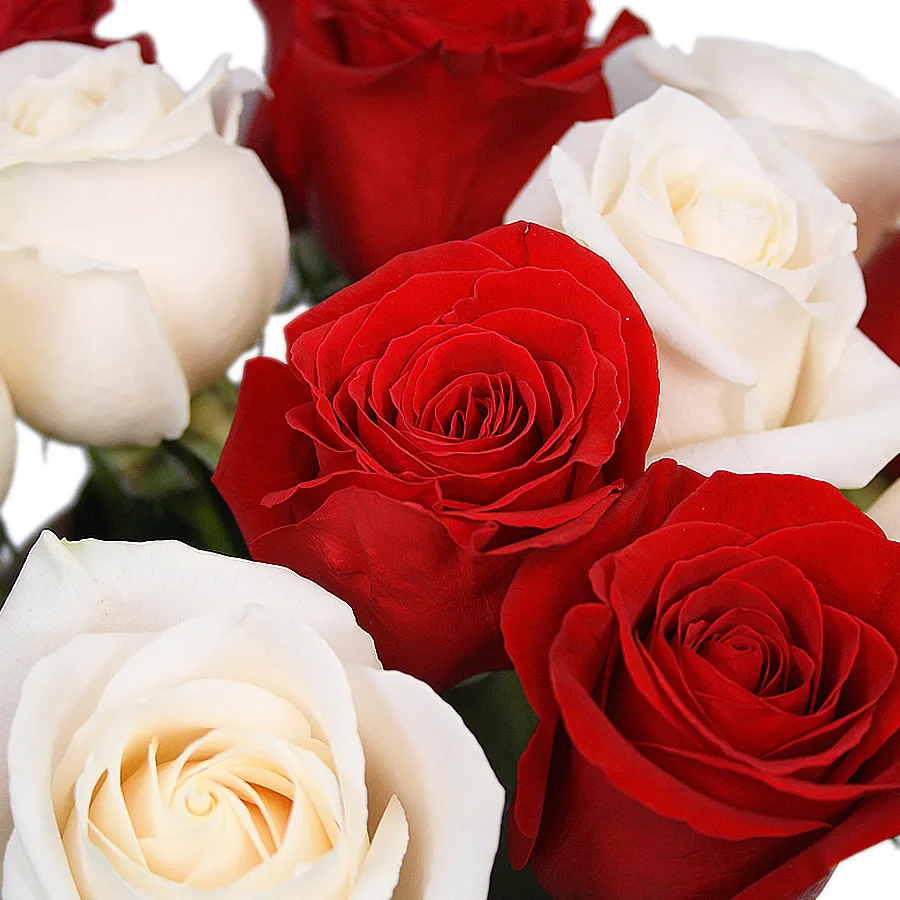 Розы бело красные название. Белые розы. Розы красные и белые. Красный и белый цвет. Красные и белые розы ПРГ.