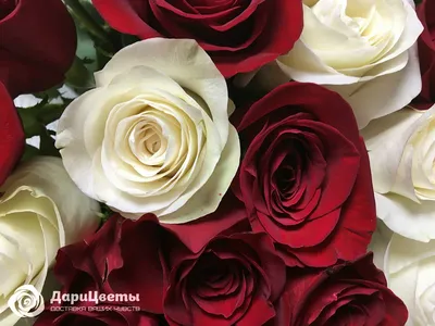 Букет из 301 красно-белой розы ( 70см) - Арт. 779