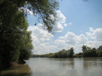 Обмелевшая река Кубань осенью 2023 года | ОБЩЕСТВО | АиФ Краснодар