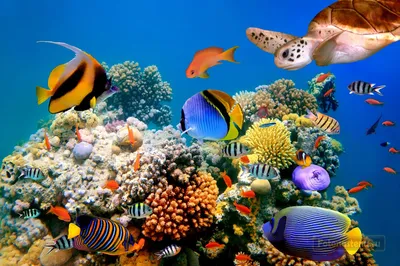 Красное море под водой с кораллами - ТурПоиск