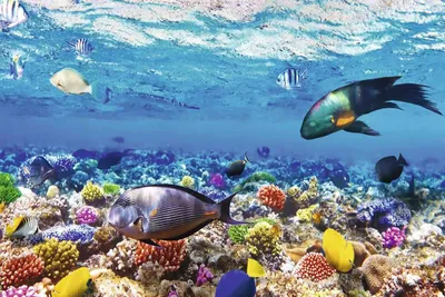 Красоты Красного моря: топ-5 райских мест для дайвинга - Блог OneTwoTrip