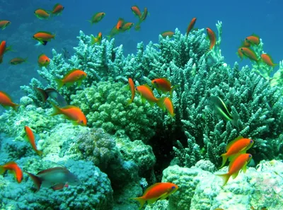 Красное море под водой 2012 - Red Sea Underwater — Видео | ВКонтакте