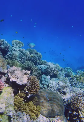 Красное море с кораллами под водой | Творческий проект «Перо Маат»