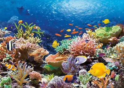 10 интересных фактов о Красном море