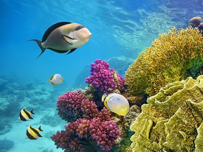 Красное море под водой» — создано в Шедевруме