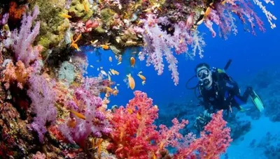 Феномен Красного моря: Опасности, Прелести, Тайны и Ужасы. 10 фактов о Красном  море | Ехать можно! | Дзен
