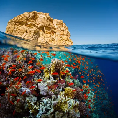 Красное Море, Египет ландшафта коралловых рифов под водой Стоковое Фото -  изображение насчитывающей морск, ландшафт: 211556540