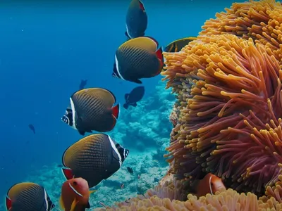 Красное море, коралловый риф: Подводный мир Египта - Шарм Ель Шейх -  Затонувшие корабли - YouTube