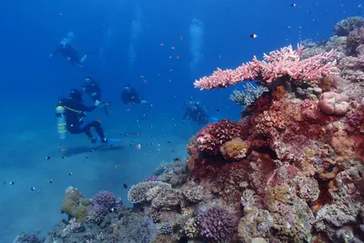 Красное море в Египте: чарующая красота на земле и под водой