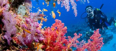Коралловый риф под водой Красного Моря Стоковое Фото - изображение  насчитывающей ясность, вышесказанного: 45652326