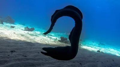 Подводный мир Макади, Красное море, Египет. Underwater World of Makadi,  Egipt 2015. (4K) - YouTube