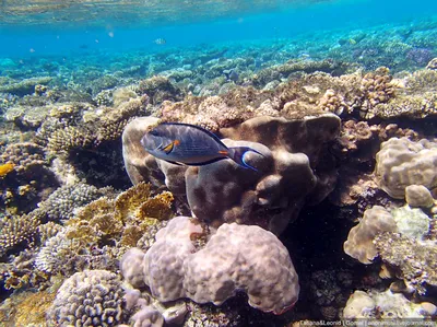 Тропическая Рыба И Красочный Коралловый Риф Под Водой. Красное Море  Кораллового Рифа Подводной Природы Дикой Жизни. Фотография, картинки,  изображения и сток-фотография без роялти. Image 86909798