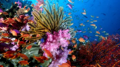 Свободный дайвер плавает под водой над ярким коралловым рифом. Красное море,  Египет - онлайн-пазл