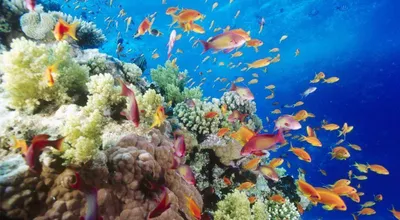 Подводный мир Красного моря. Египет