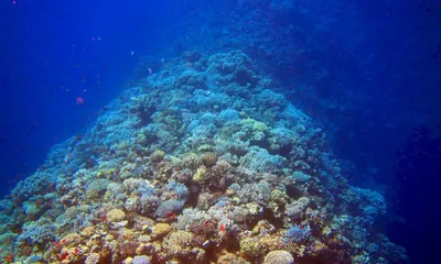Дайвинг в Красном море для новичков 🧭 цена экскурсии €70, отзывы,  расписание экскурсий в Эйлате