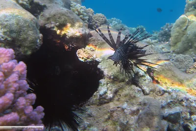 Красное Море snorkeling стоковое изображение. изображение насчитывающей  египет - 21339413