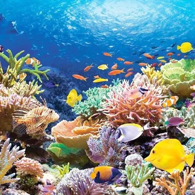 Рыбы Красного моря - фото с названиями и описанием