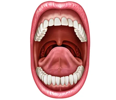 Рак полости рта: симптомы, признаки, прогноз, диагностика и лечение рака  ротовой полости
