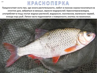 Рыба Краснопёрка | Энциклопедия Магазина \"Океан\"