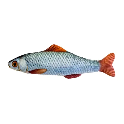 Краснопёрка - Пан Рыбар. Самая вкусная рыба в Измаиле!