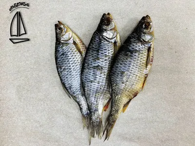 Бесплатное изображение: краснопёрка, pickeral, рыбы, щуки, Americanus,  атепсапиз