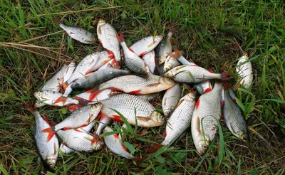 Рыба красноперка с красными …» — создано в Шедевруме