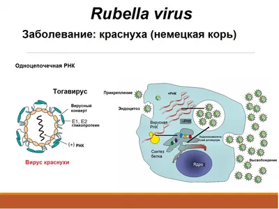 Сыпь на теле: причины высыпаний на коже, виды, симптомы, диагностика и  лечение