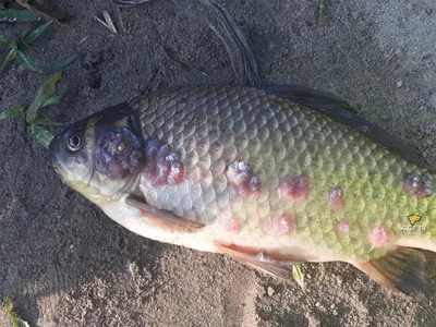 Краснуха или рак? — новосибирец выловил рыбу со странными болячками